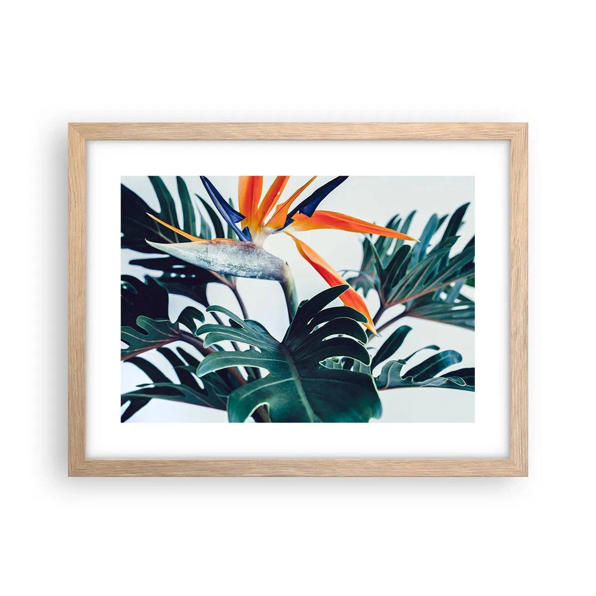 Poszter világos tölgy keretben - Madárkalitka - 40x30 cm