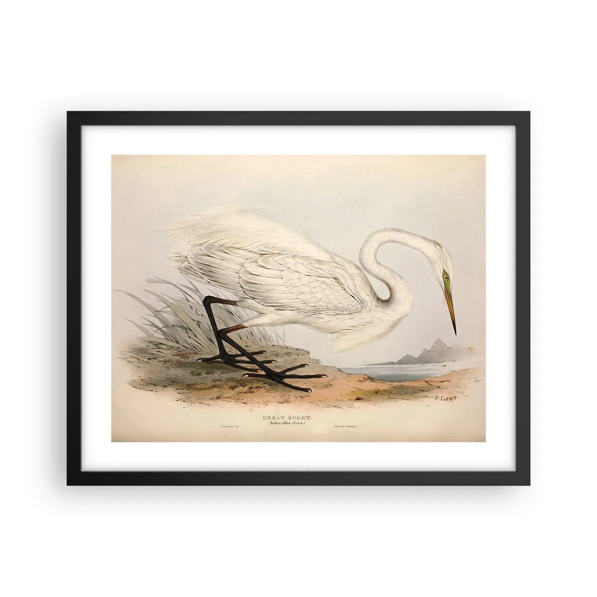 Poszter fehér keretben - Hölgy a nádasban - 50x40 cm