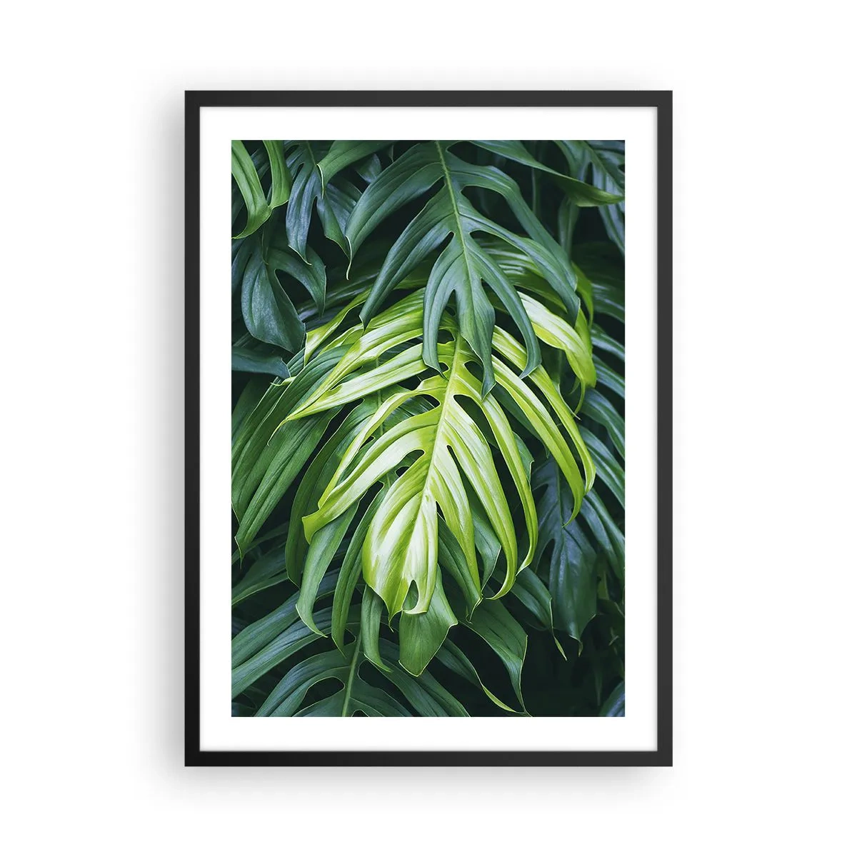 Poszter fehér keretben - Zöld monstera levelek közeli képe - 50x70cm - Merüljön el a frissességben - Modern fali dekoráció nappalihoz és hálószobához ARTTOR