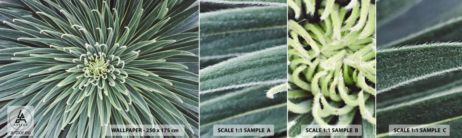 Fotótapéta Minta Standard Eco - Csillag születik - Agave virág, Agávé, Virágok - 100x30 cm