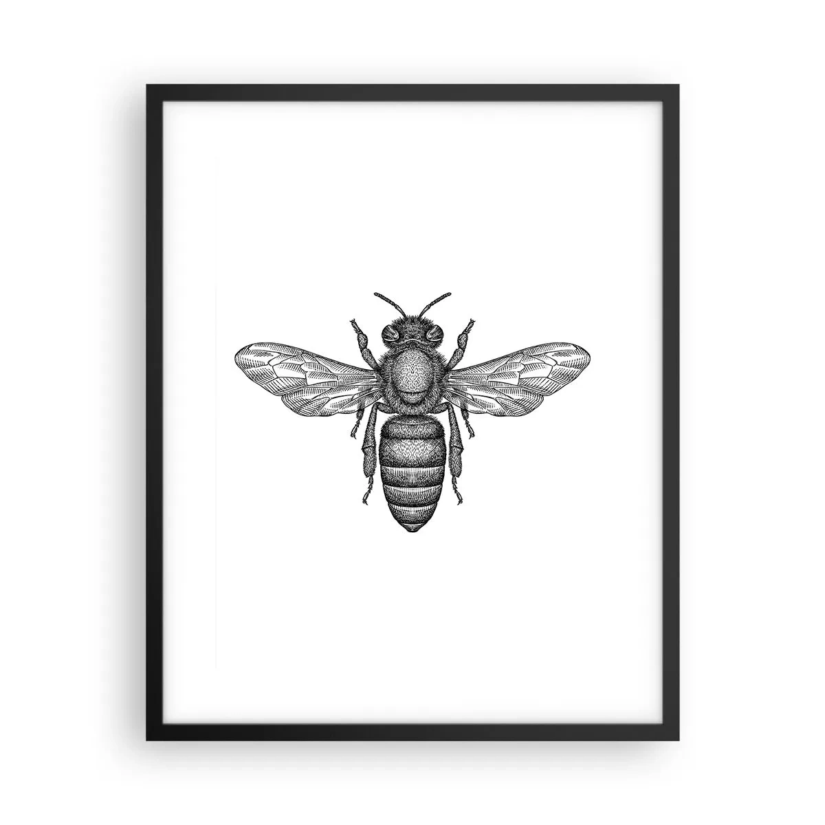 Poszter fehér keretben - Rovar portré - 40x50 cm