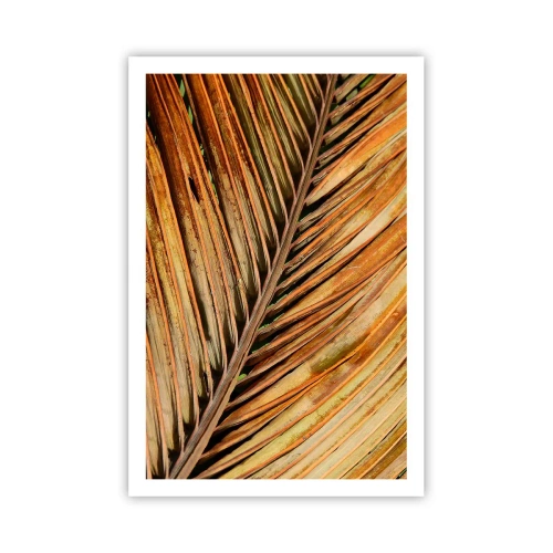 Poszter - Kókusz aranya - 61x91 cm