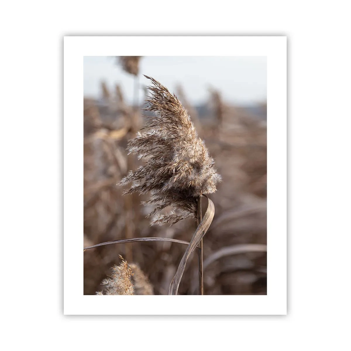 Poszter - Ideje elrepülni a széllel - 40x50 cm