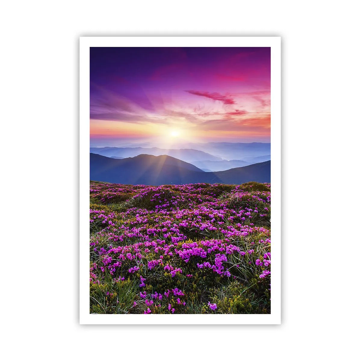 Poszter - A gyógynövények friss fürtjei illatoztak a mezőkről - 70x100 cm