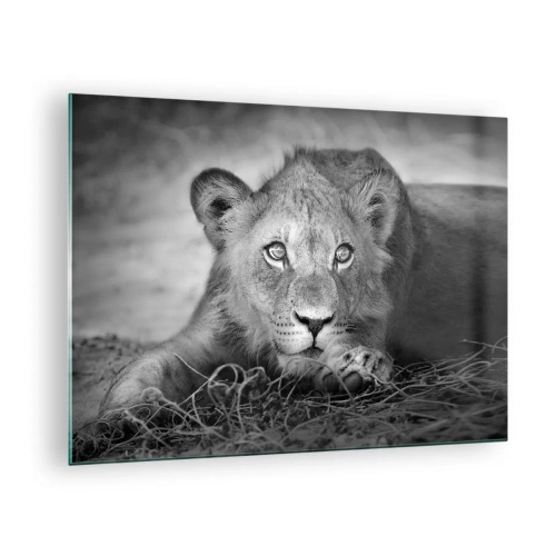Üveg kép - Egy fekete-fehér oroszlánkölyök bámul a kamerába - 70x50cm - Királyi kölyök - Modern fali dekoráció nappalihoz és hálószobához ARTTOR