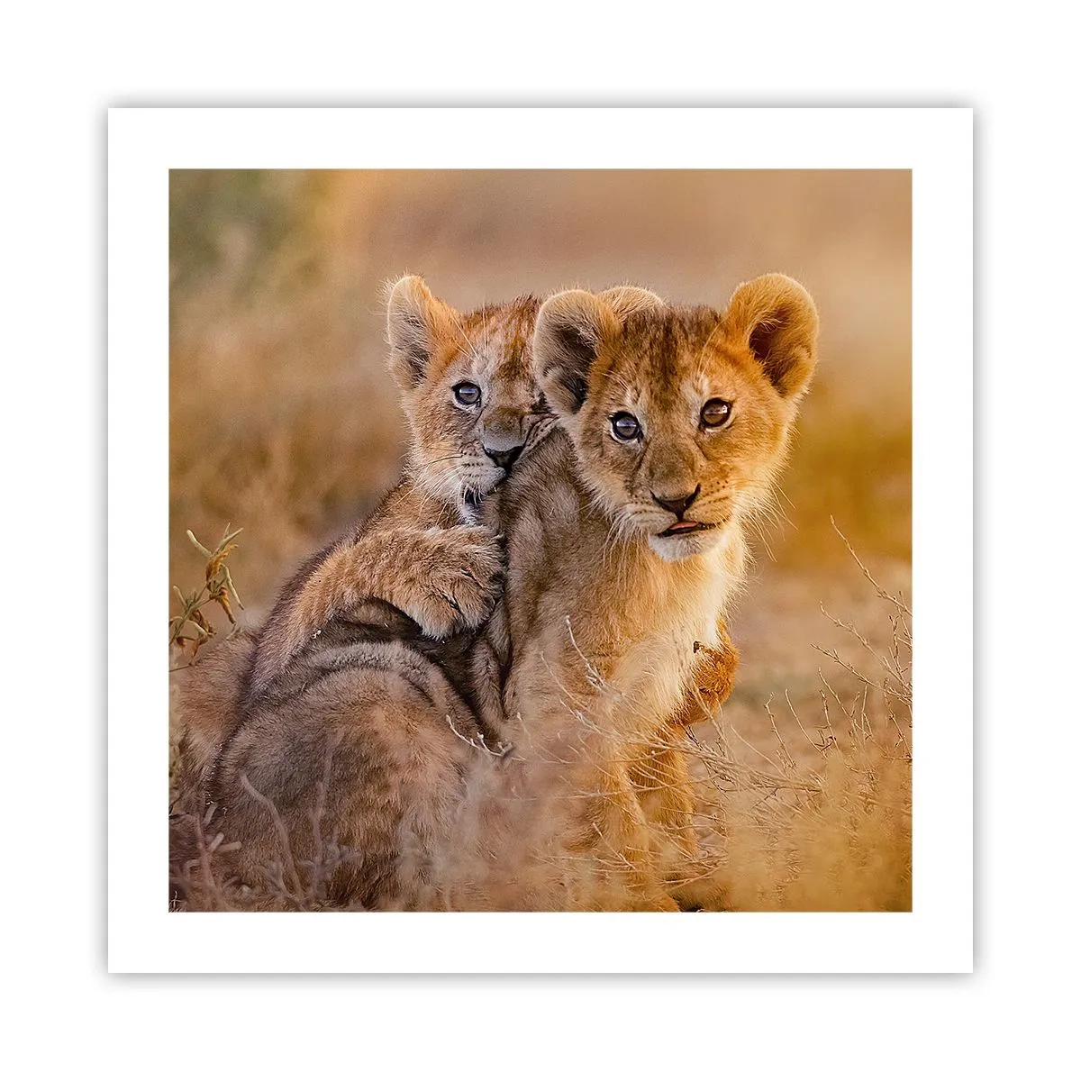 Poszter - Ne zavarni! Szórakozunk - 50x50 cm