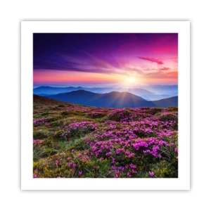 Poszter - A gyógynövények friss fürtjei illatoztak a mezőkről - 50x50 cm