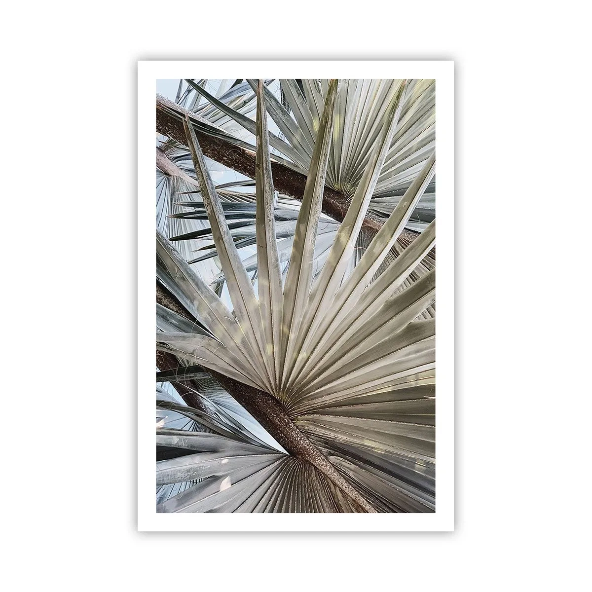 Poszter - Legyező a trópusokon - 61x91 cm