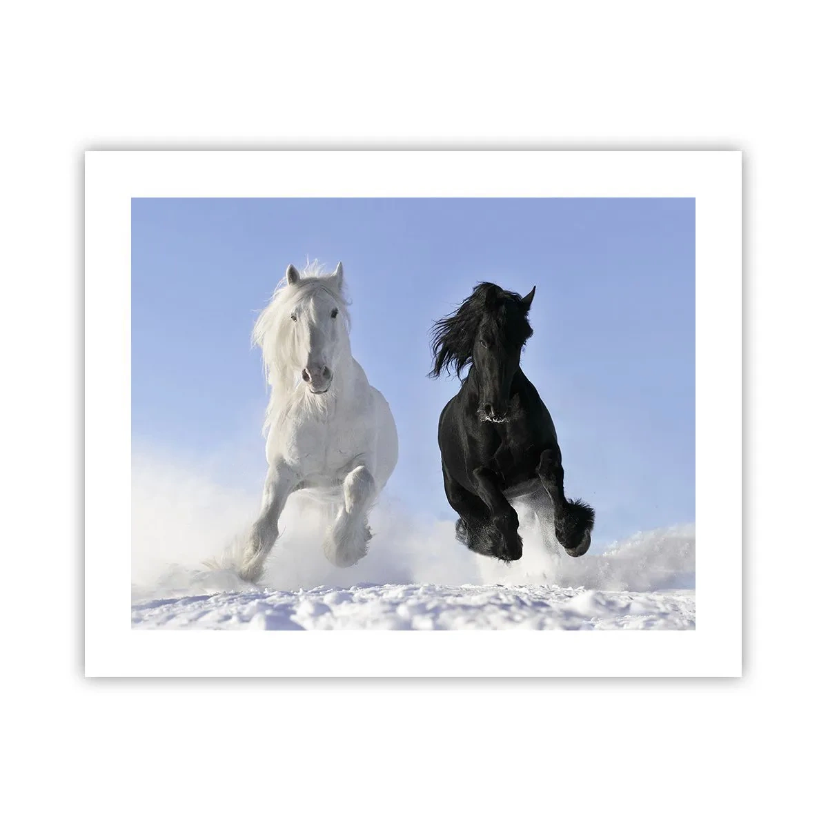 Poszter - Fekete-fehér galopp - 50x40 cm