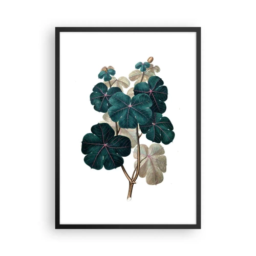 Poszter fehér keretben - Botanikai illusztráció sötétzöld levelekkel világos háttér előtt - 50x70cm - Egy régi herbáriumból - Modern fali dekoráció nappalihoz és hálószobához ARTTOR