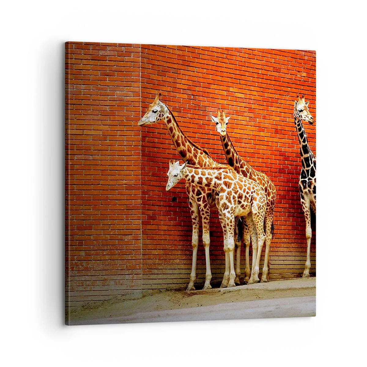 Vászonkép - Láttok akácot? - 60x60 cm