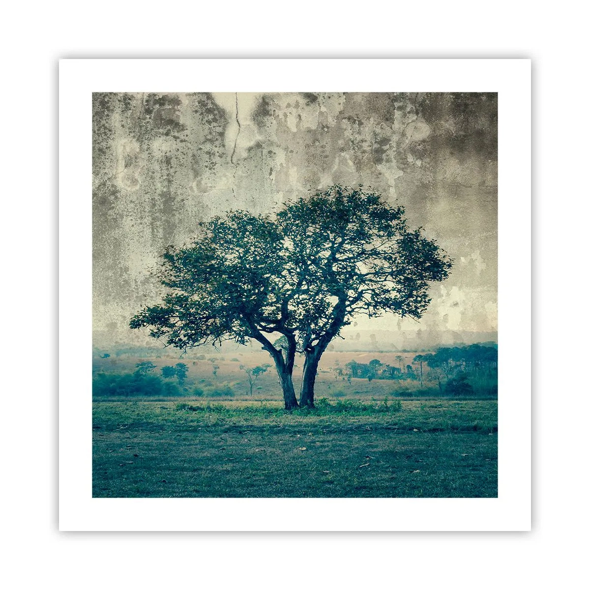 Poszter - Almafa a kék mezőn? - 50x50 cm