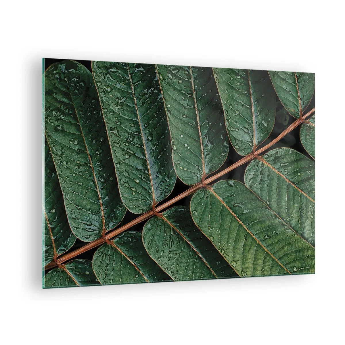 Üveg kép - Zöld levelek közeli képe vízcseppekkel - 70x50cm - Zöld ritmusban - Modern fali dekoráció nappalihoz és hálószobához ARTTOR