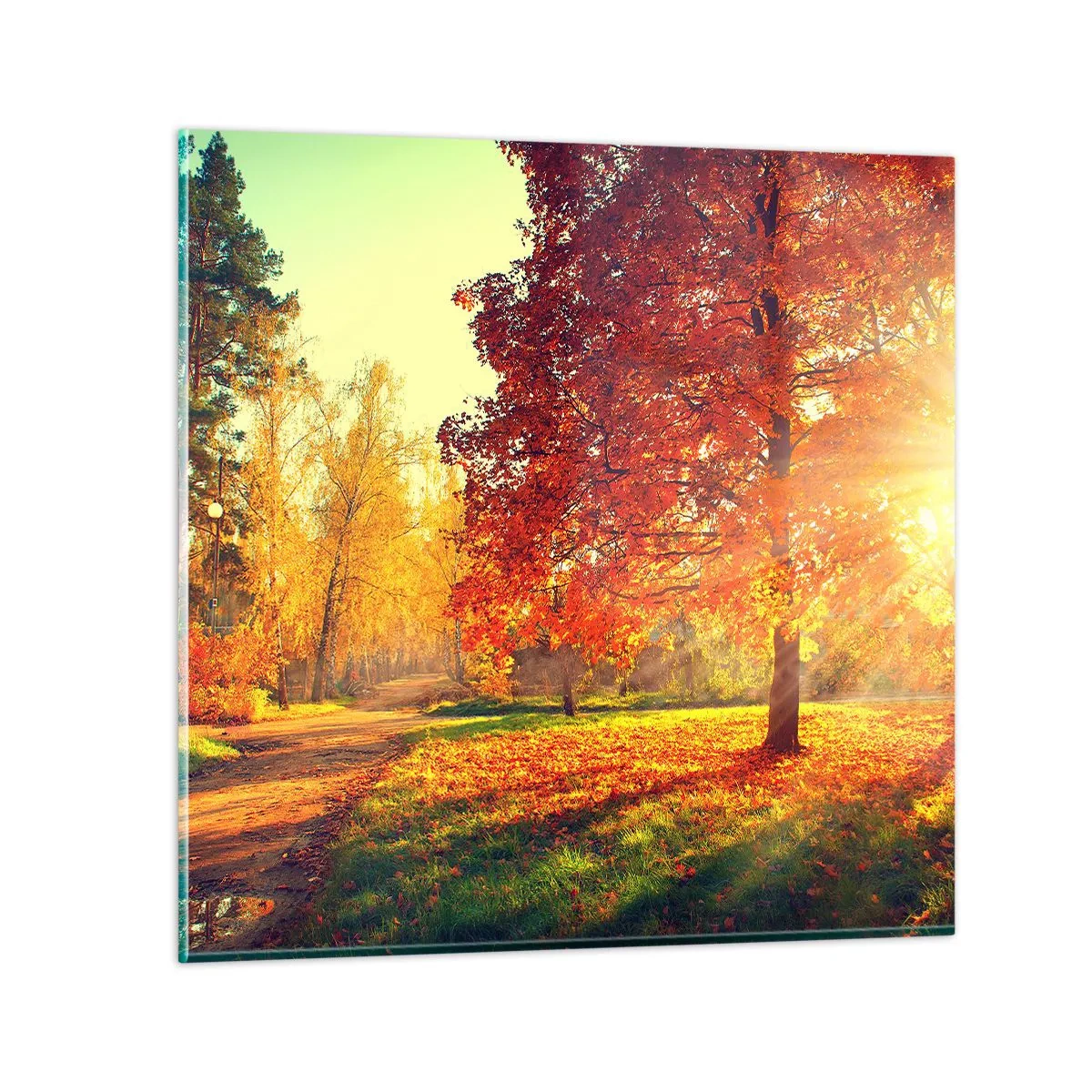 Üveg kép - A vörös gyönyörű - 50x50 cm