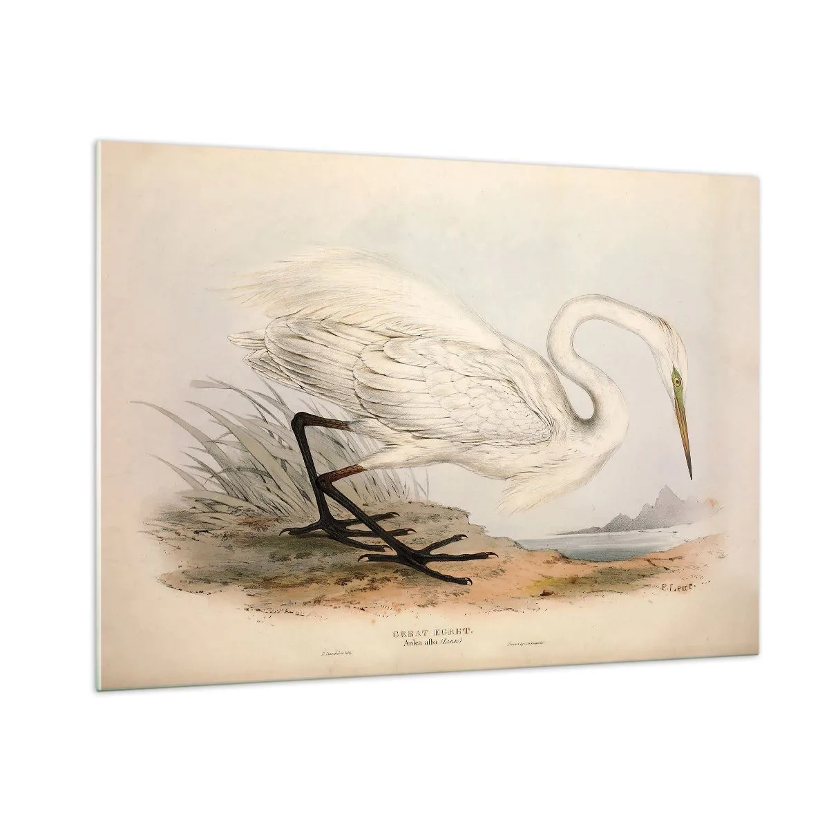 Üveg kép - Hölgy a nádasban - 100x70 cm