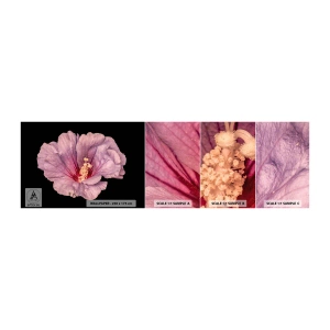 Fotótapéta Minta Öntapadós Deluxe Sticker - Egyenesen a szív felé - Virág, Darab, Grafika - 100x30 cm