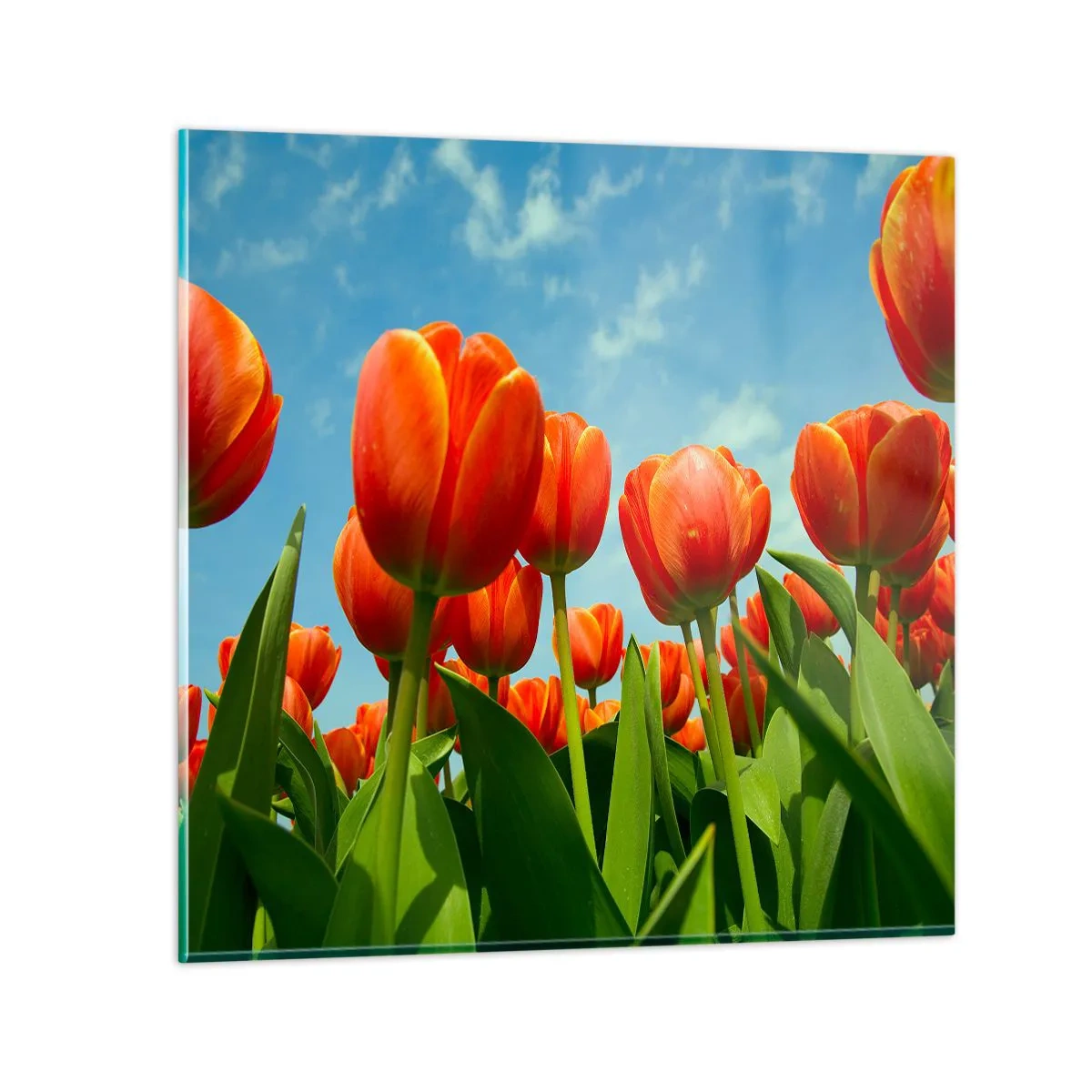 Üveg kép - A kék égen kívül semmire sincs szükségük az életükben - 40x40 cm