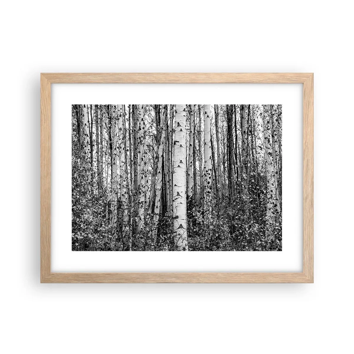 Poszter világos tölgy keretben - Nyírfa oszlopsor - 40x30 cm