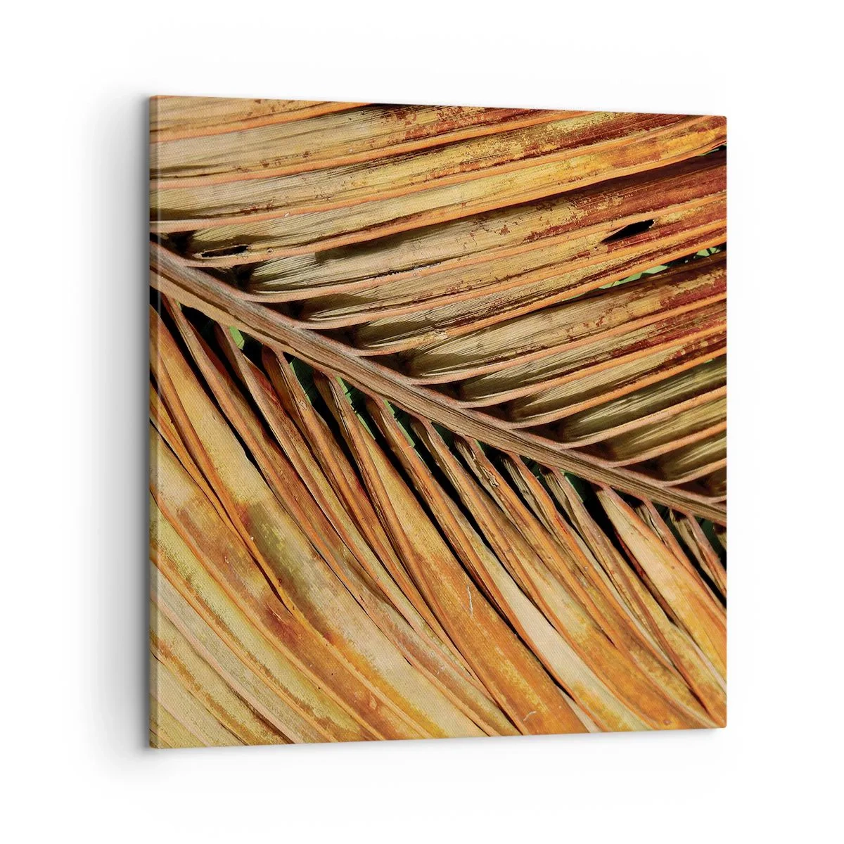 Vászonkép - Kókusz aranya - 60x60 cm