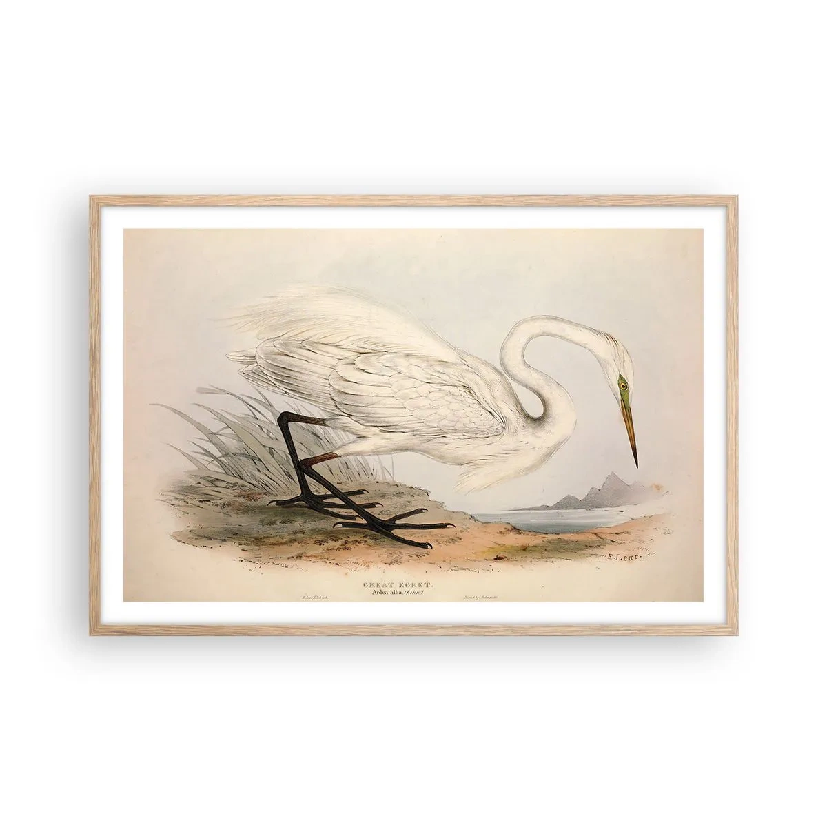 Poszter világos tölgy keretben - Hölgy a nádasban - 91x61 cm