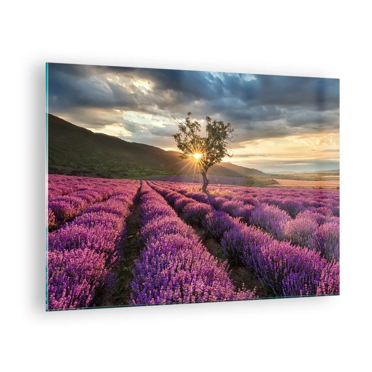 Üveg kép - Levendulaföld egy magányos fával a lenyugvó nap sugaraiban - 70x50cm - Lila színű illat - Modern fali dekoráció nappalihoz és hálószobához ARTTOR