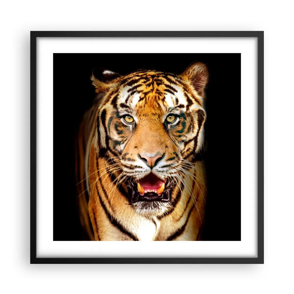 Poszter fehér keretben - Szívében vad - 50x50 cm