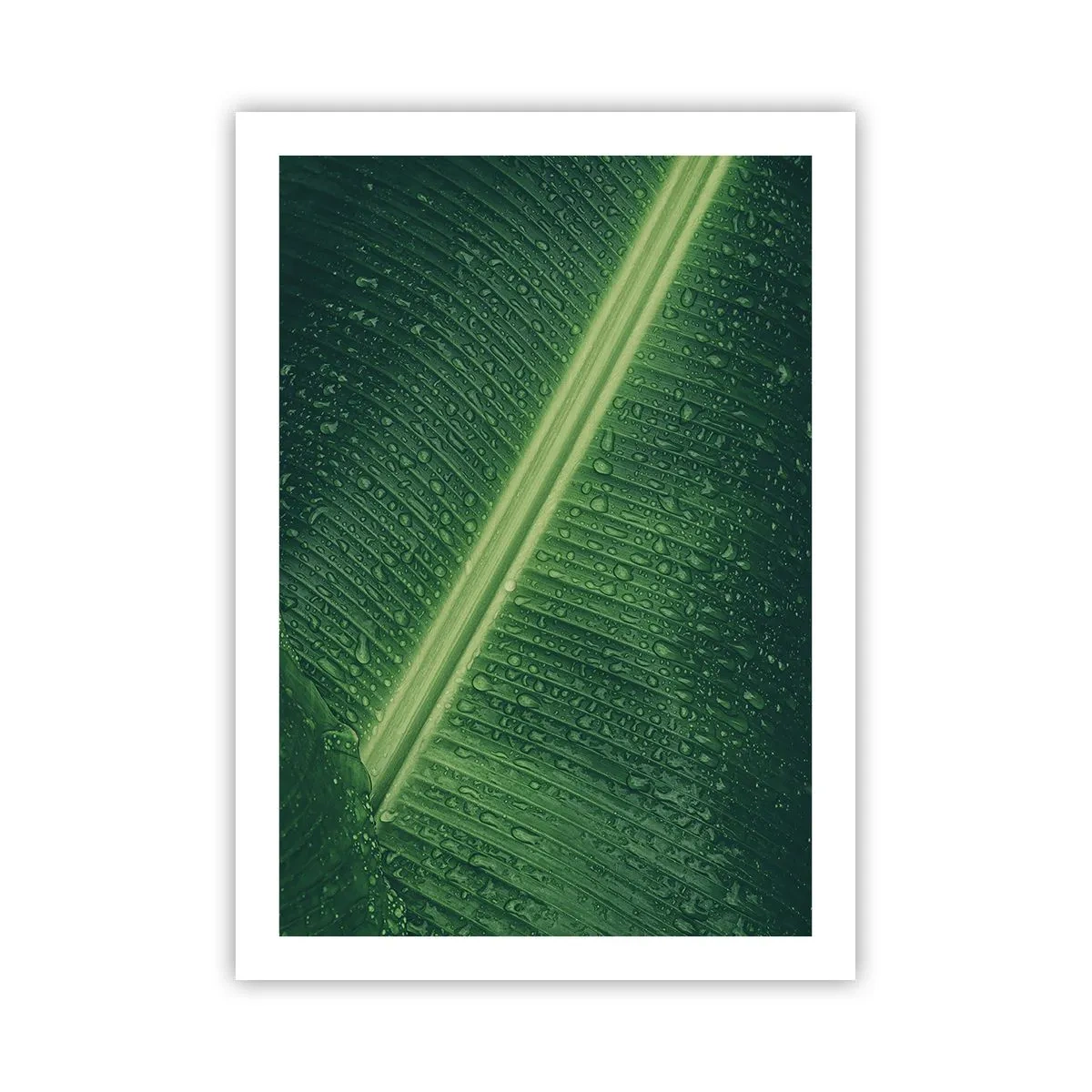 Poszter - A növényzet szerkezete - 50x70 cm