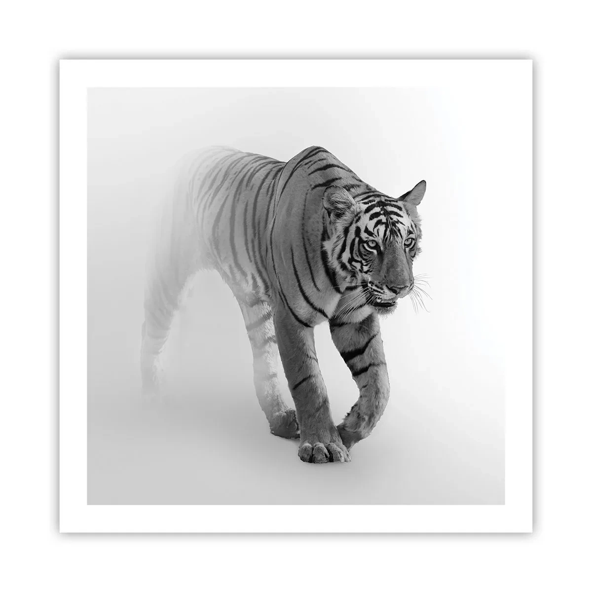 Poszter - Elrejtőzik a ködben - 60x60 cm