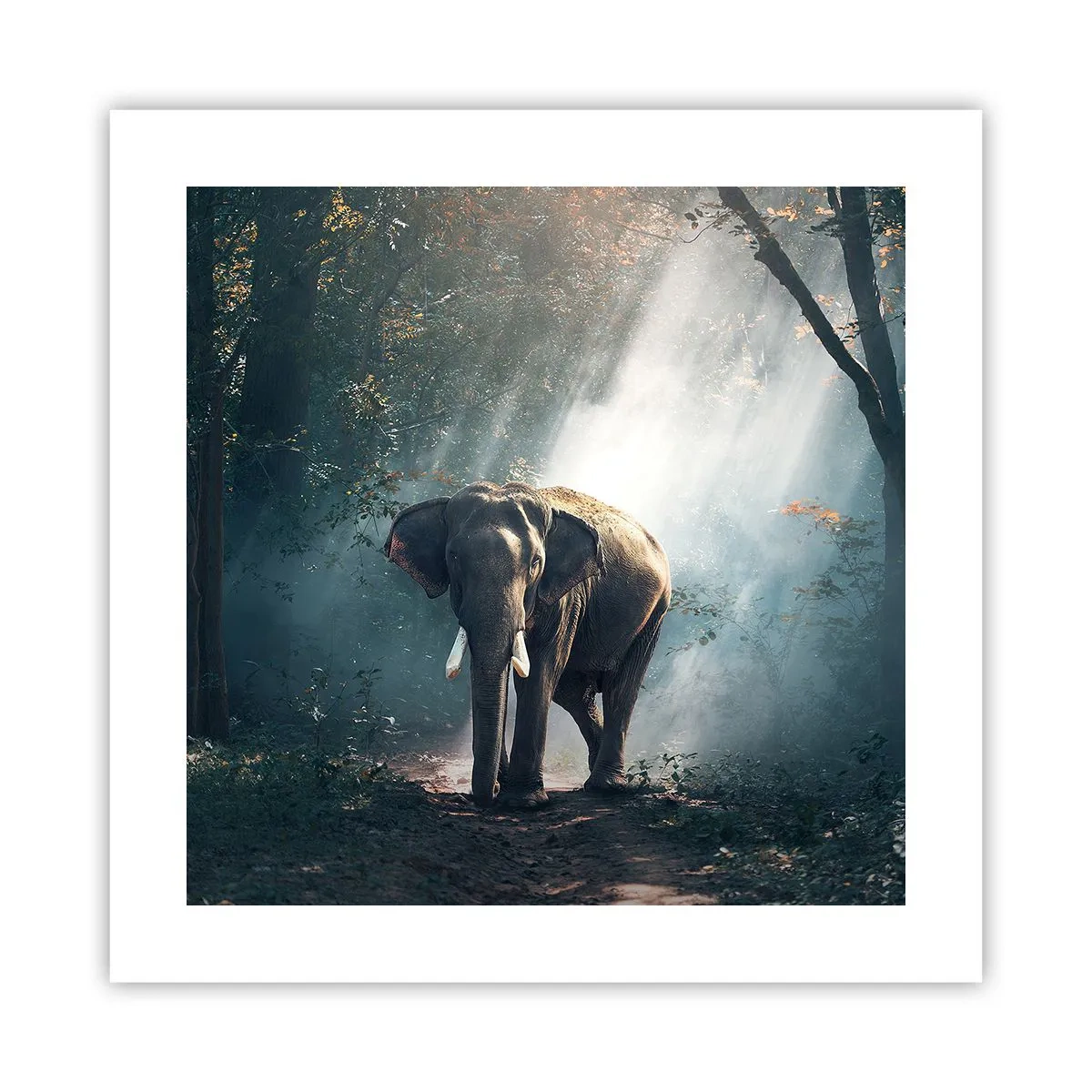 Poszter - Nyugodt séta - 40x40 cm