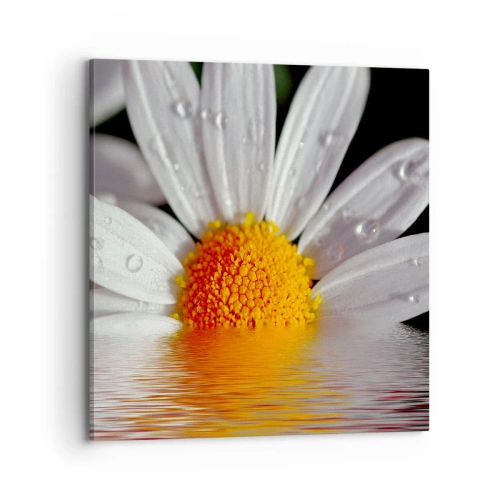 Vászonkép - A százszorszép felkelő napja - 70x70 cm