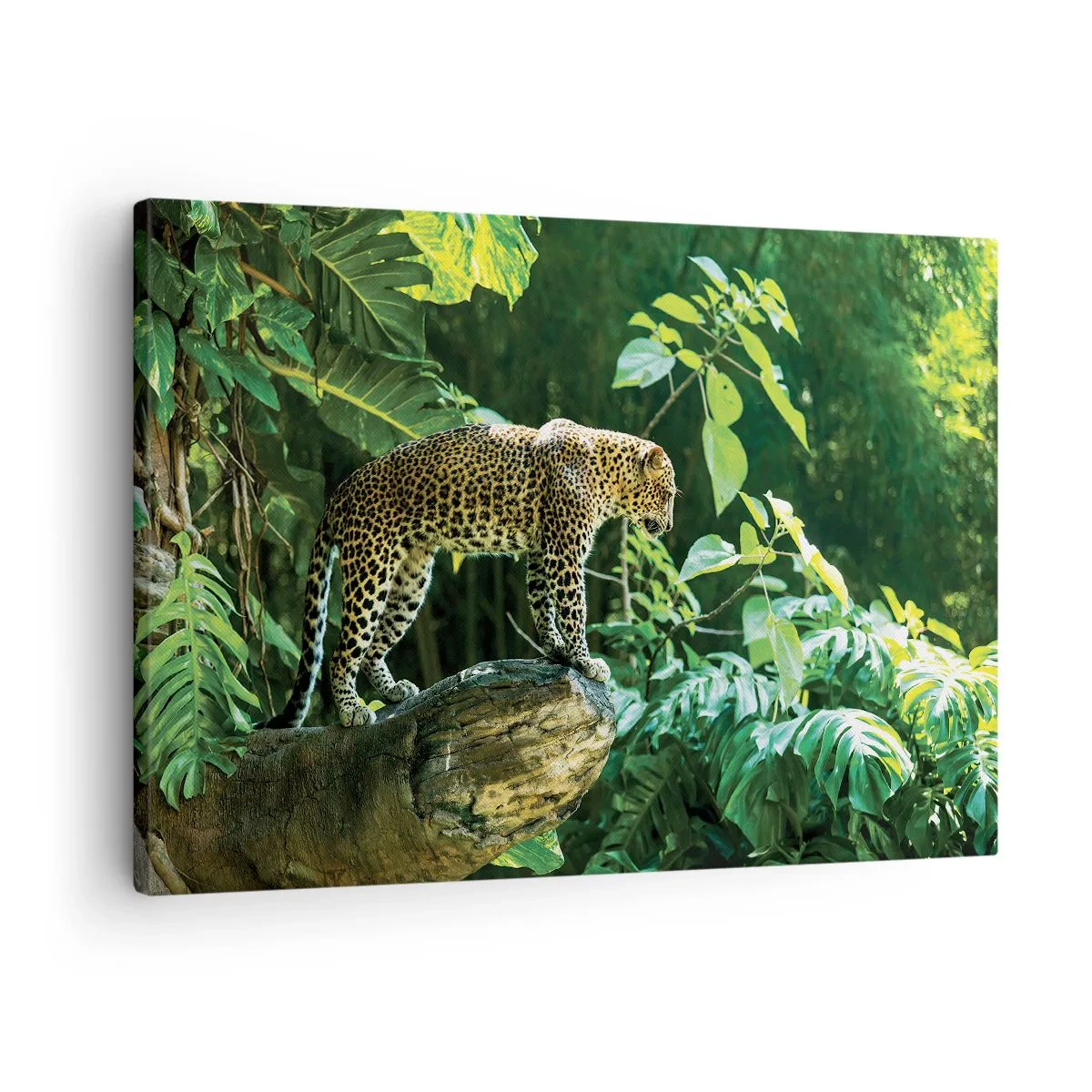 Vászonkép - Egy leopárd áll egy sziklán, trópusi növényzettel körülvéve - 70x50cm - A vadászatra? - Modern fali dekoráció nappalihoz és hálószobához ARTTOR