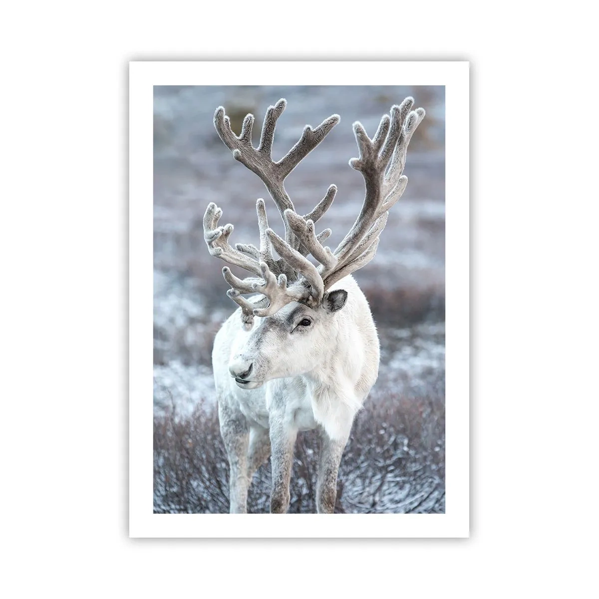 Poszter - Portré a napon - 50x70 cm