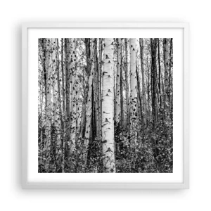 Poszter fekete keretben - Nyírfa oszlopsor - 50x50 cm