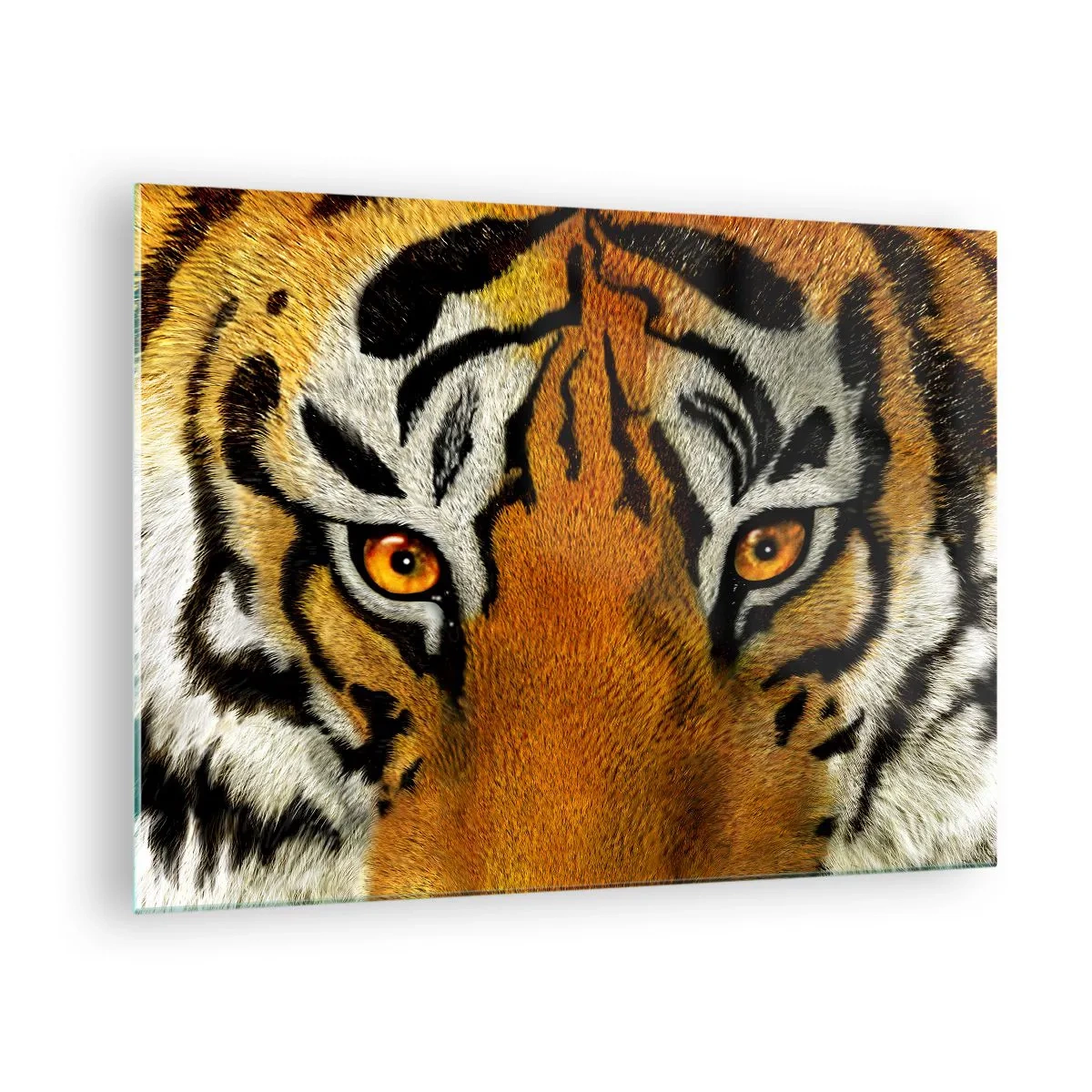 Üveg kép - Közeli kép a tigris intenzív tekintetéről - 70x50cm - Szörnyű és gyönyörű - Modern fali dekoráció nappalihoz és hálószobához ARTTOR