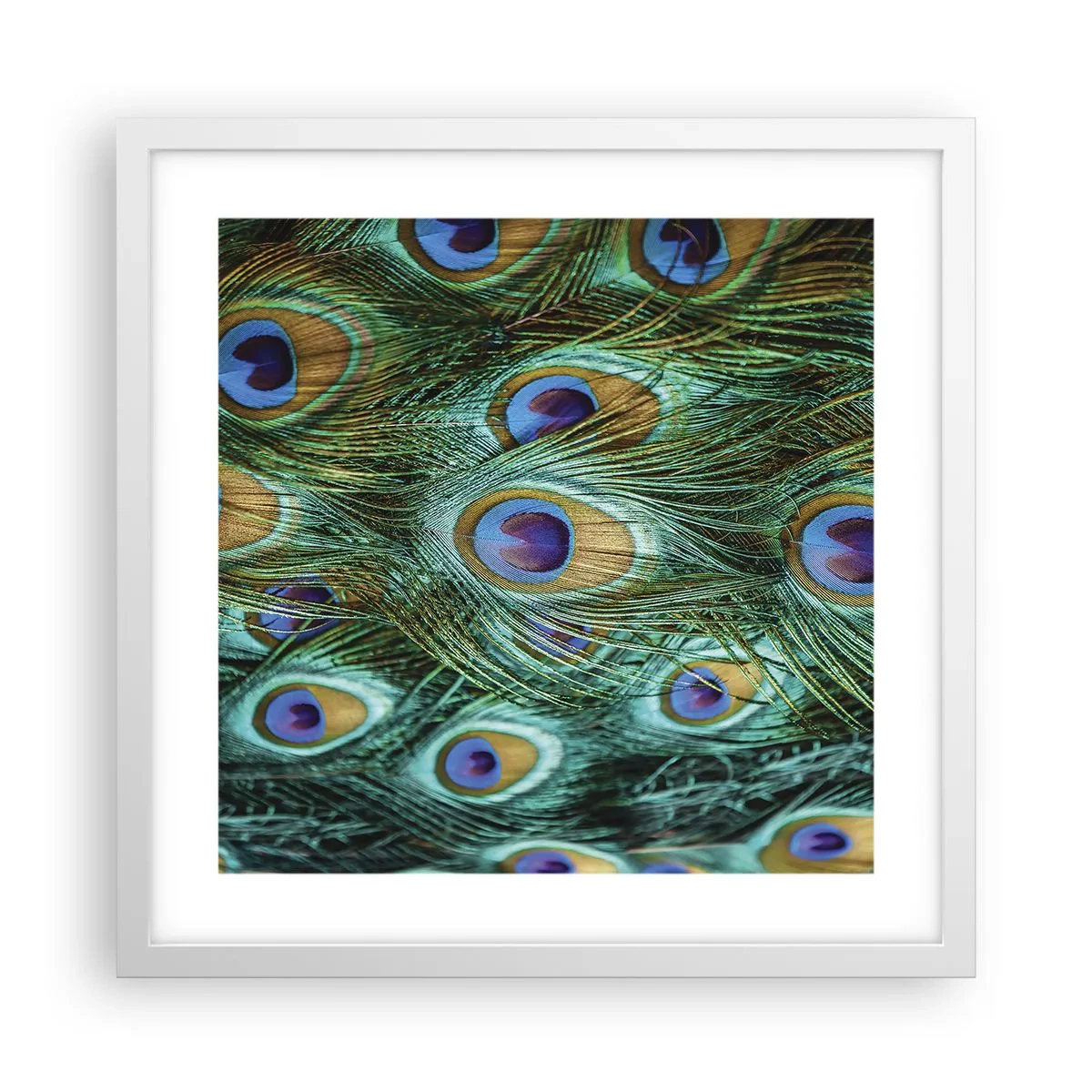 Poszter fekete keretben - Pávaszemű pillantás - 40x40 cm