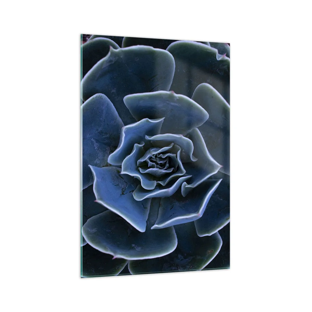 Üveg kép - A sivatag virága - 70x100 cm