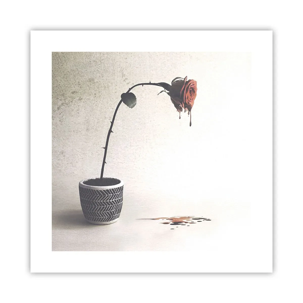 Poszter - Rosa dolorosa - 40x40 cm