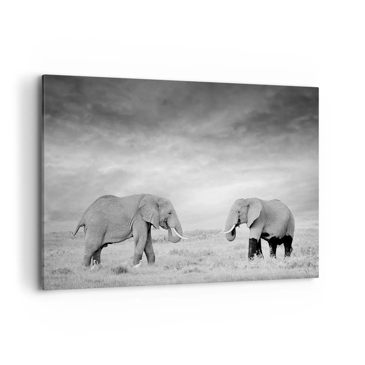 Vászonkép - A szürke gyönyörű - 120x80 cm