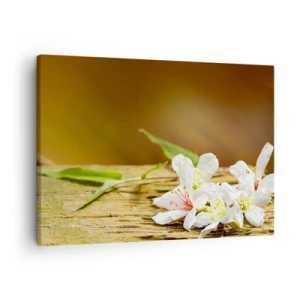 Vászonkép - Fehér virágok fa háttéren természetes fényben - 70x50cm - Ártatlan ígéret - Modern fali dekoráció nappalihoz és hálószobához ARTTOR