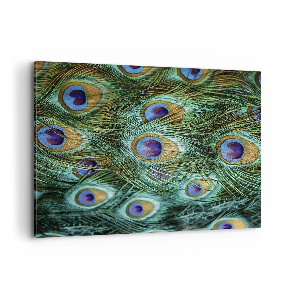 Vászonkép - Pávaszemű pillantás - 100x70 cm