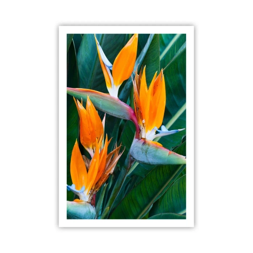 Poszter - Virág vagy madár? - 61x91 cm