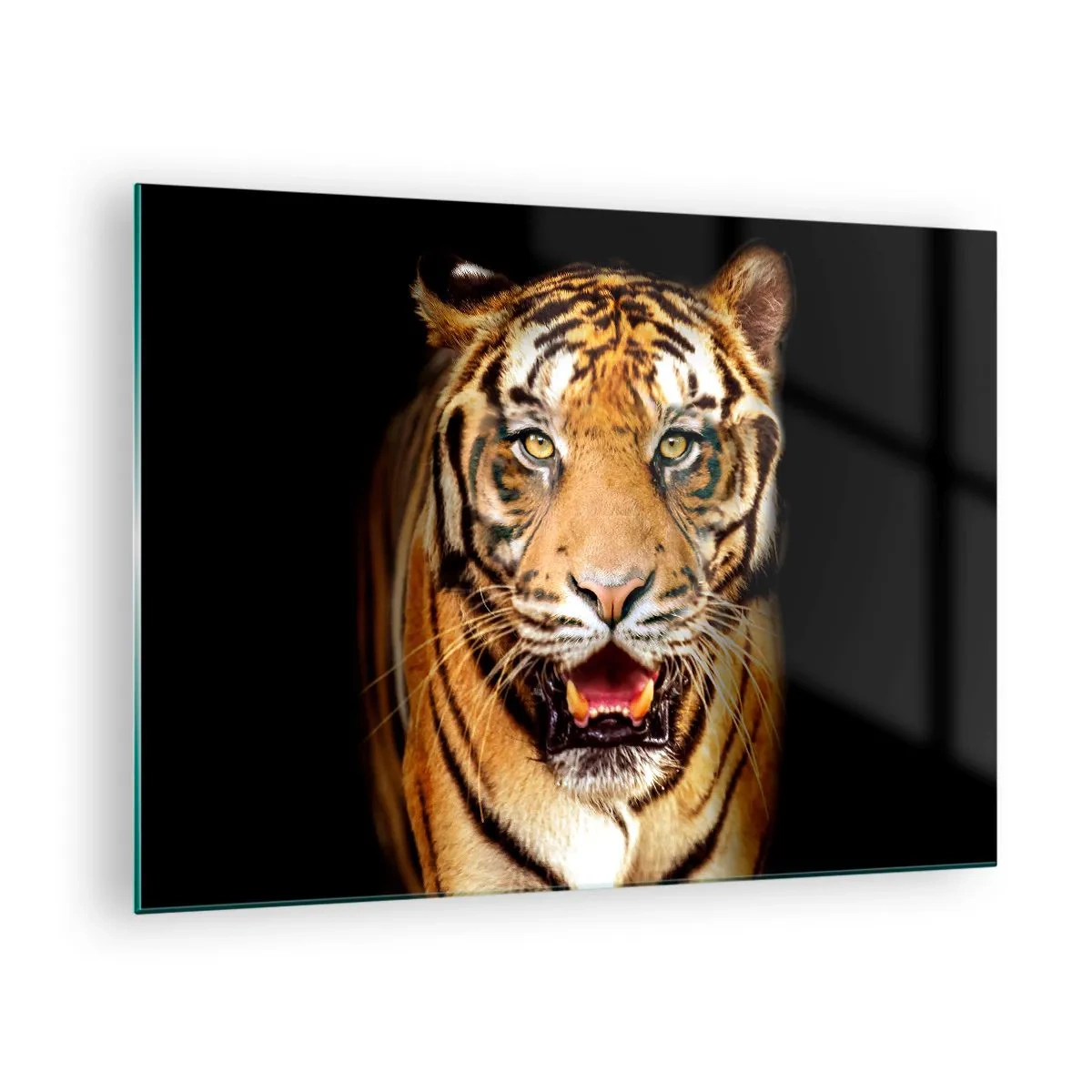 Üveg kép - Egy tigris sötét háttér előtt, intenzív tekintettel - 70x50cm - Szívében vad - Modern fali dekoráció nappalihoz és hálószobához ARTTOR
