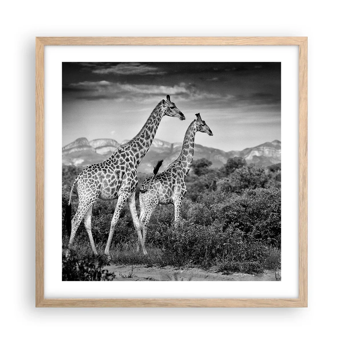 Poszter világos tölgy keretben - Magas rangok Afrikában - 50x50 cm