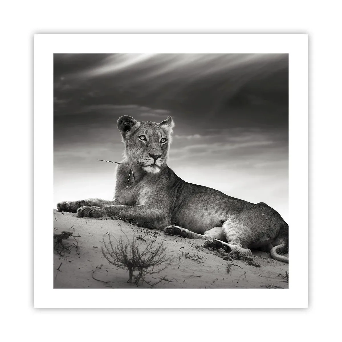 Poszter - A sivatagi királynő pihenése - 50x50 cm