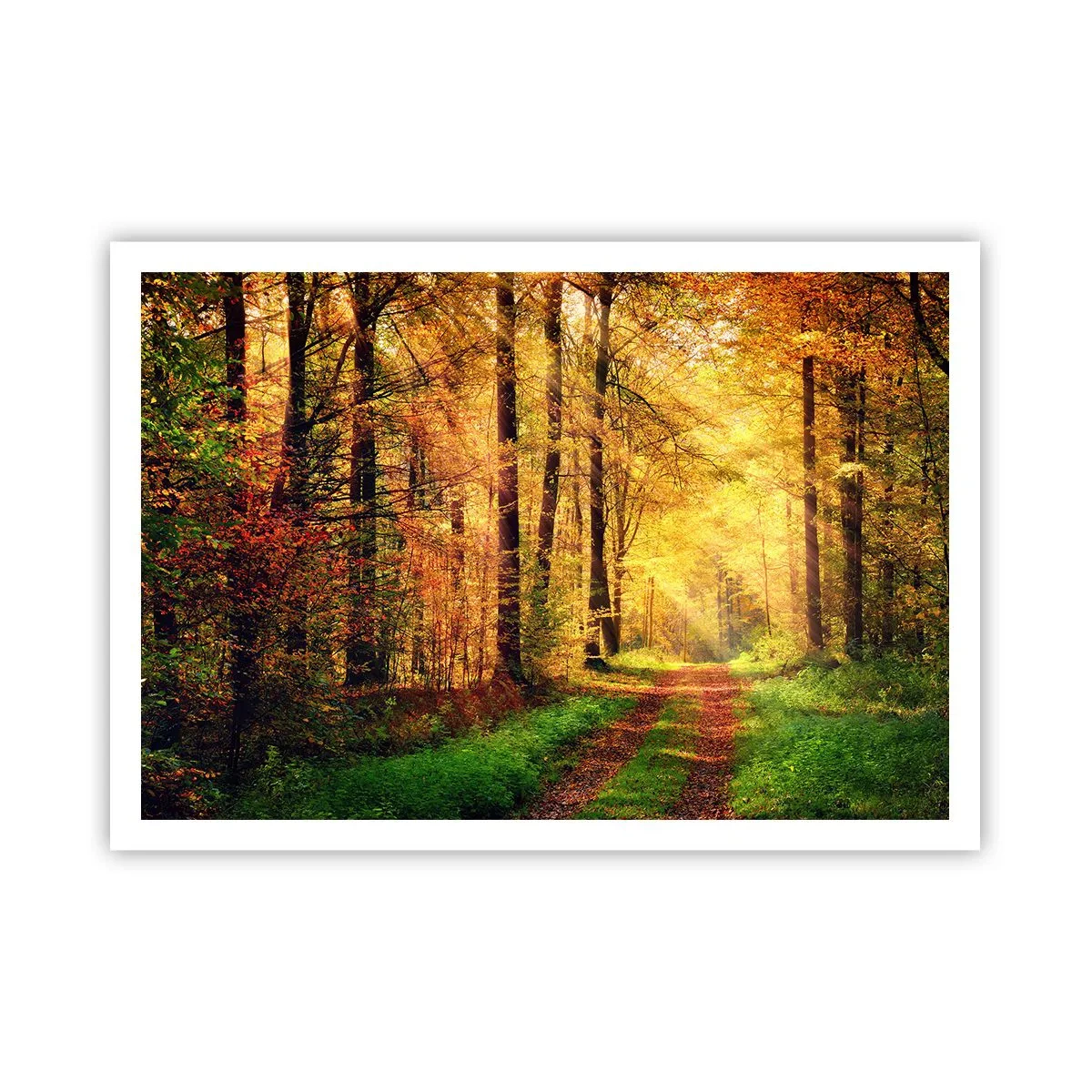 Poszter - Erdei, arany csend - 100x70 cm