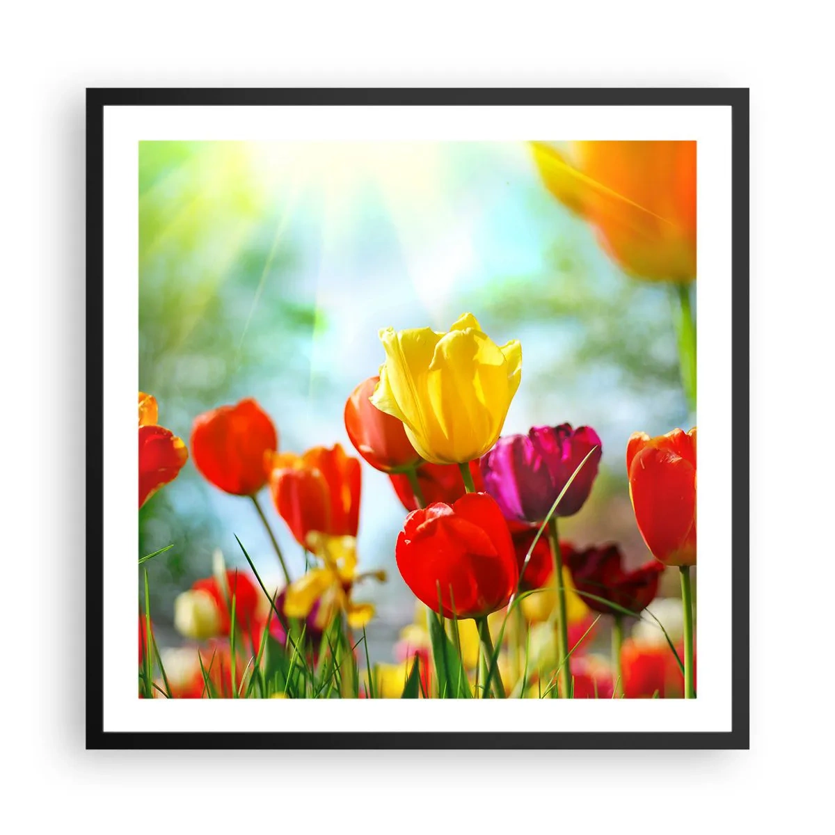 Poszter fehér keretben - A nap minden színe - 60x60 cm