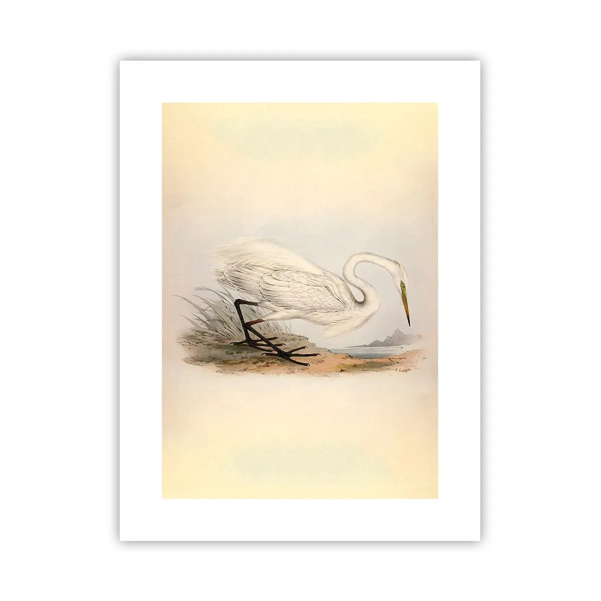 Poszter - Hölgy a nádasban - 30x40 cm
