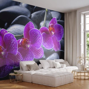 Fotótapéta Standard Eco - A kövek kivilágosodtak az örömtől - Virágok, Kövek, Orchidea - 300x210 cm