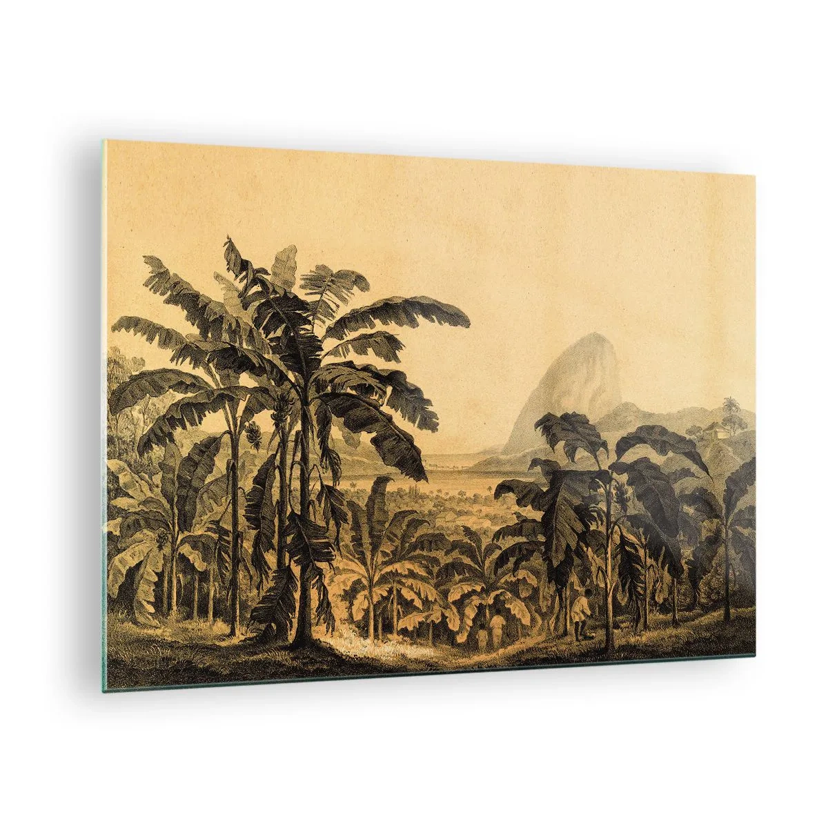Üveg kép - Egy banánültetvény vintage illusztrációja, háttérben egy távoli heggyel. - 70x50cm - Gyarmati klímában - Modern fali dekoráció nappalihoz és hálószobához ARTTOR