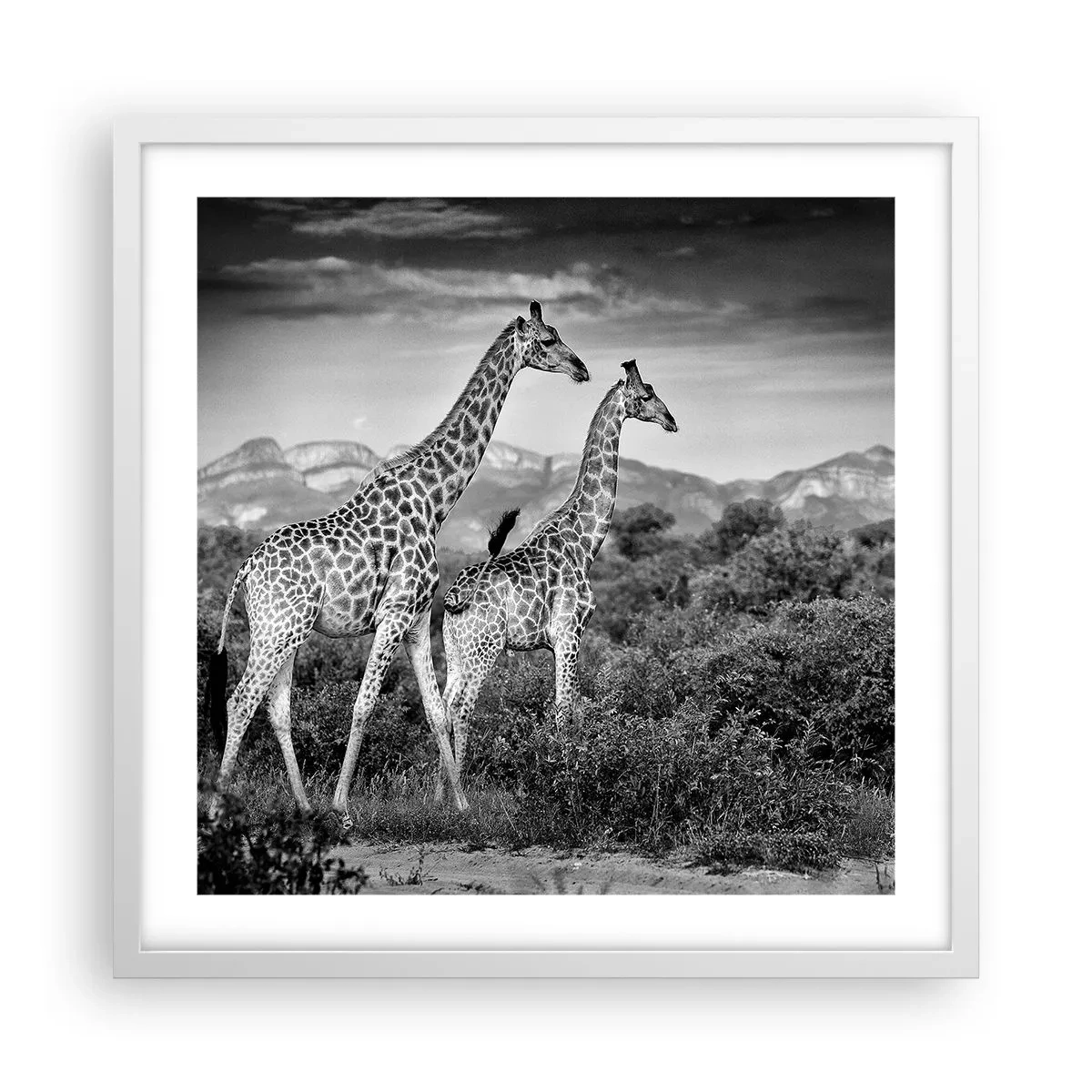 Poszter fekete keretben - Magas rangok Afrikában - 50x50 cm